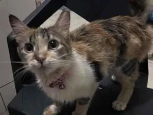 Gato raça SRD-ViraLata idade 2 a 6 meses nome não sei o nome