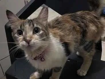Gato raça SRD-ViraLata idade 2 a 6 meses nome não sei o nome