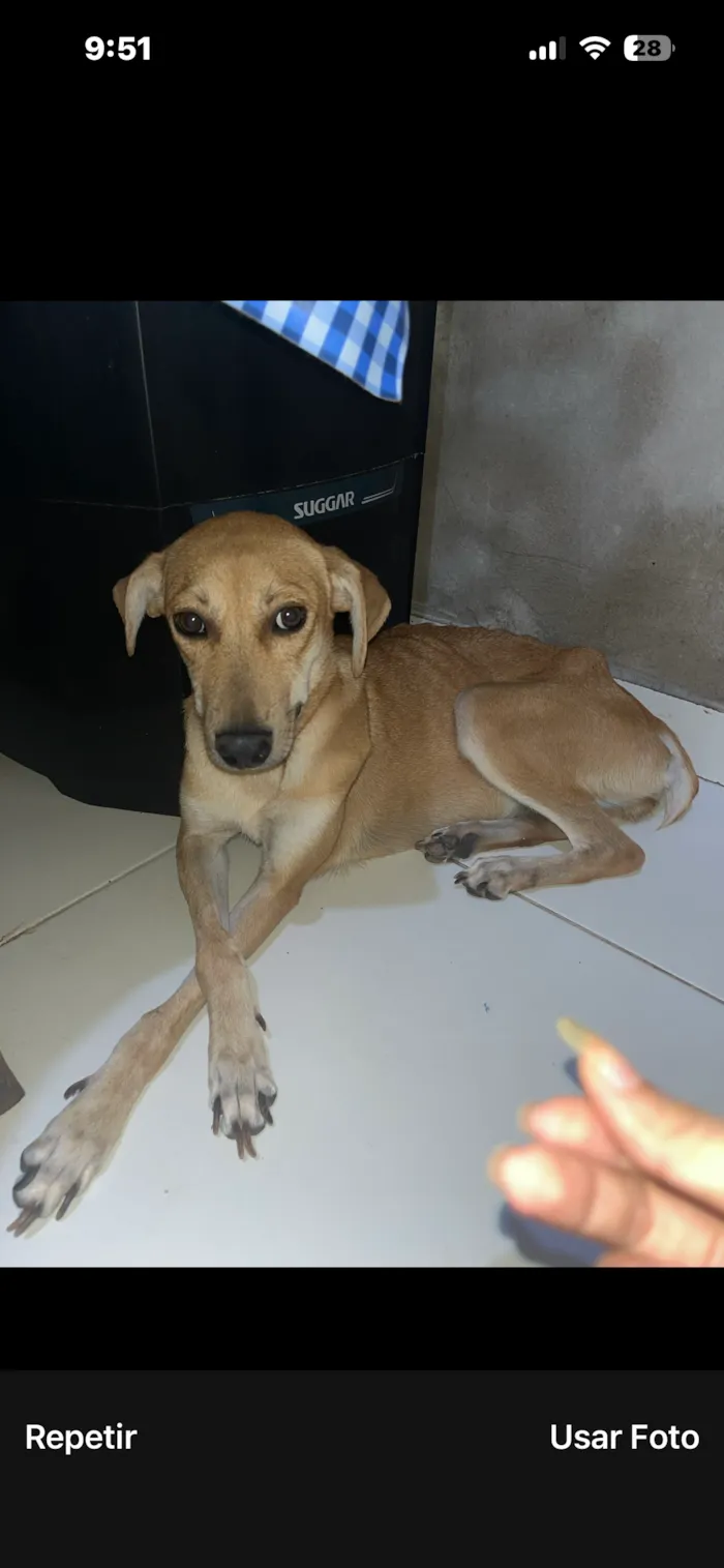 Cachorro raça SRD-ViraLata idade 1 ano nome Luna