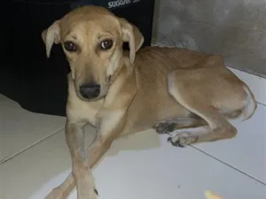 Cachorro raça SRD-ViraLata idade 1 ano nome Luna
