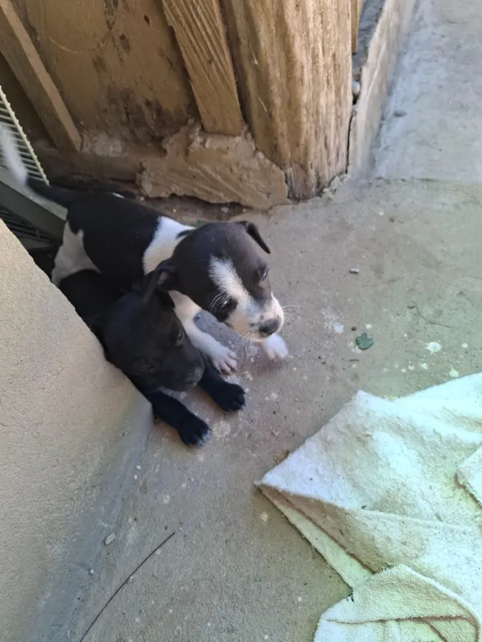 Cachorro raça SRD-ViraLata idade Abaixo de 2 meses nome Ainda sem nome