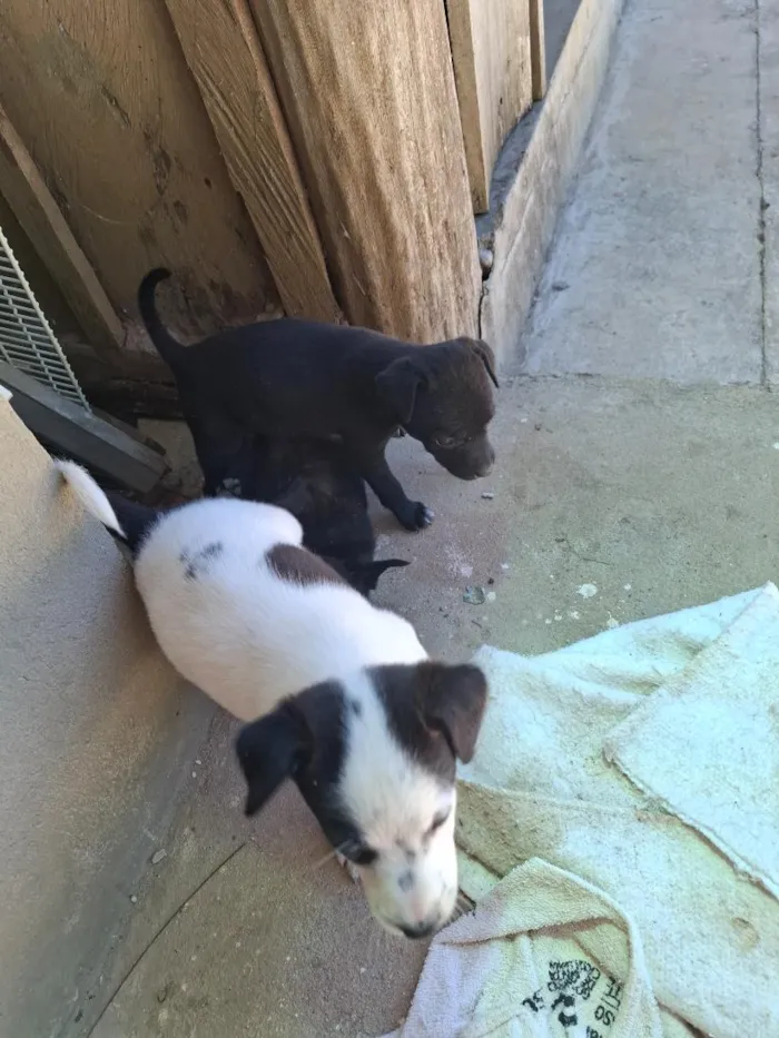 Cachorro raça SRD-ViraLata idade Abaixo de 2 meses nome Ainda sem nome