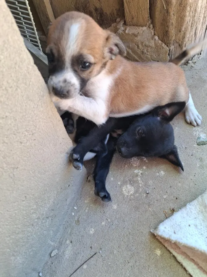 Cachorro raça SRD-ViraLata idade Abaixo de 2 meses nome Ainda sem nome