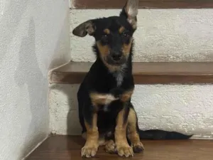 Cachorro raça SRD-ViraLata idade 2 a 6 meses nome Theo