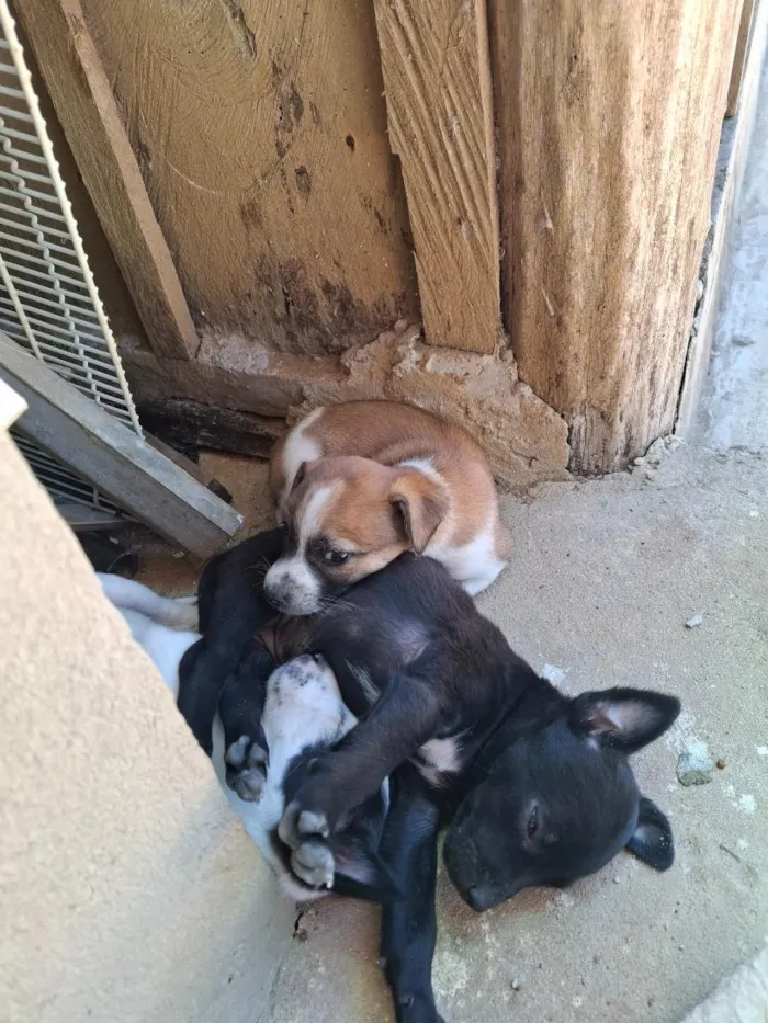 Cachorro raça SRD-ViraLata idade Abaixo de 2 meses nome Ainda sem nome