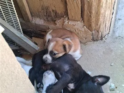 Cachorro raça SRD-ViraLata idade Abaixo de 2 meses nome Ainda sem nome