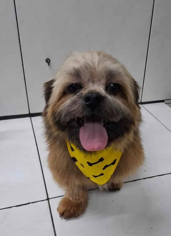 Cachorro raça SRD-ViraLata idade 3 anos nome Theo 