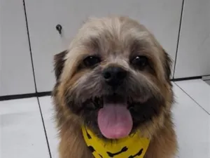 Cachorro raça SRD-ViraLata idade 3 anos nome Theo 