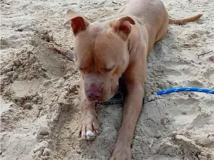 Cachorro raça Pit-Bull idade 2 anos nome thor