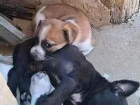 Cachorro raça SRD-ViraLata idade Abaixo de 2 meses nome Ainda sem nome