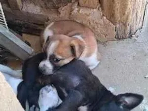 Cachorro raça SRD-ViraLata idade Abaixo de 2 meses nome Ainda sem nome
