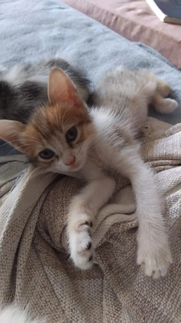 Gato raça SRD-ViraLata idade Abaixo de 2 meses nome Liu