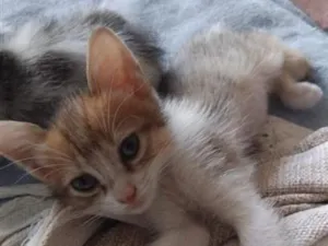 Gato raça SRD-ViraLata idade Abaixo de 2 meses nome Liu