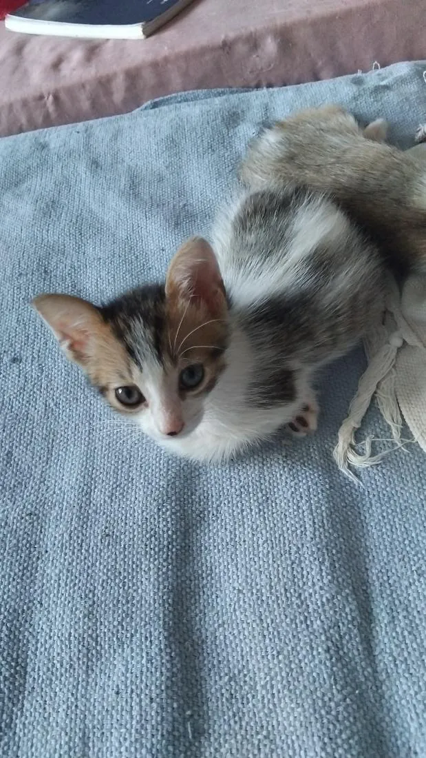 Gato raça SRD-ViraLata idade Abaixo de 2 meses nome Lian