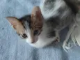 Lian
