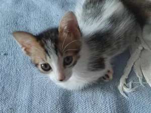 Gato raça SRD-ViraLata idade Abaixo de 2 meses nome Lian