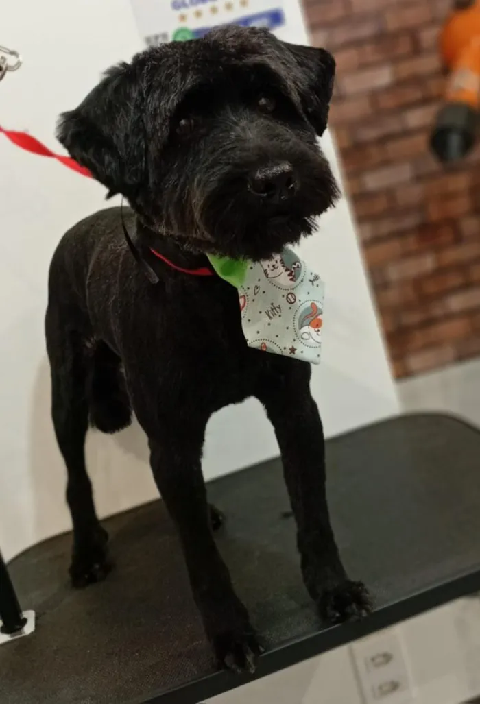 Cachorro raça SRD-ViraLata idade 5 anos nome Alek