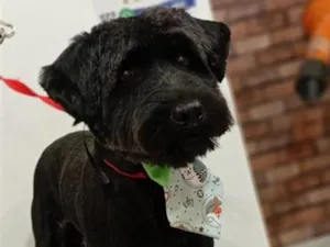 Cachorro raça SRD-ViraLata idade 5 anos nome Alek