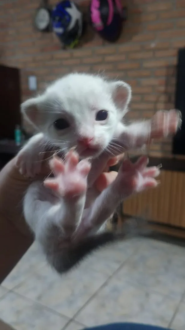 Gato raça SRD-ViraLata idade Abaixo de 2 meses nome Filhote Branco