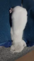 Filhote Branco