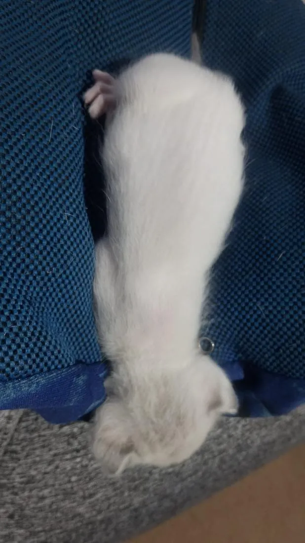 Gato raça SRD-ViraLata idade Abaixo de 2 meses nome Filhote Branco