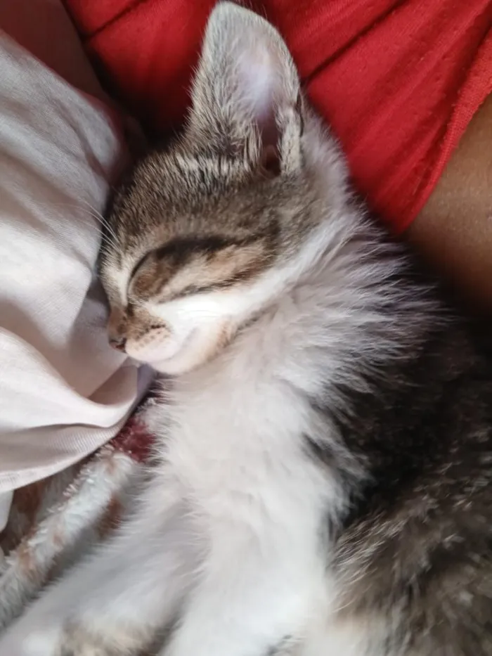 Gato raça SRD-ViraLata idade 2 a 6 meses nome Jorge Dexter