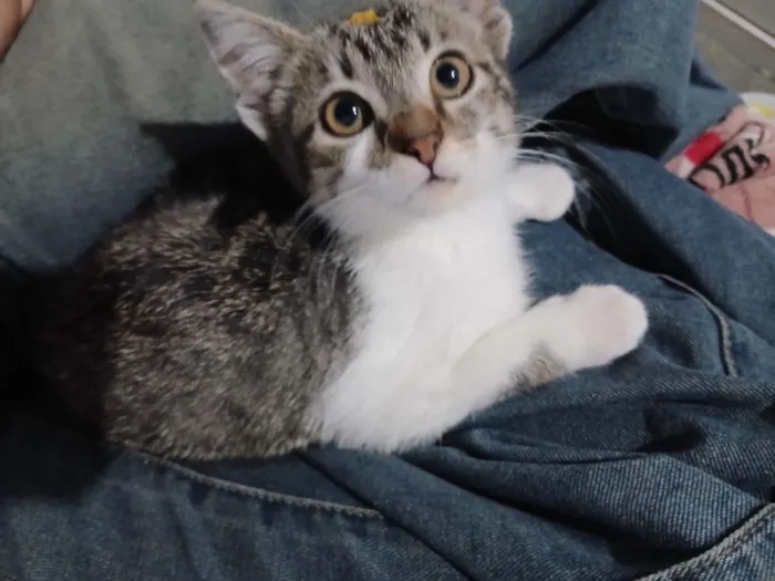 Gato raça SRD-ViraLata idade 2 a 6 meses nome Jorge Dexter