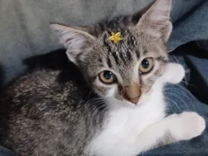Gato raça SRD-ViraLata idade 2 a 6 meses nome Jorge Dexter