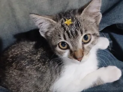 Gato raça SRD-ViraLata idade 2 a 6 meses nome Jorge Dexter