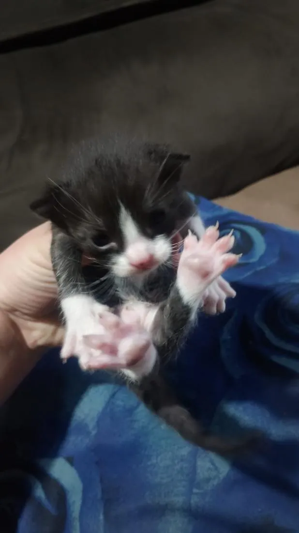 Gato raça SRD-ViraLata idade Abaixo de 2 meses nome Filhote frajola 