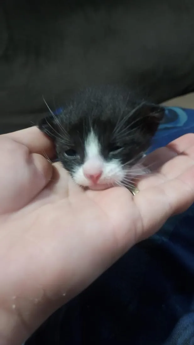 Gato raça SRD-ViraLata idade Abaixo de 2 meses nome Filhote frajola 