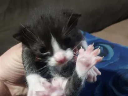 Gato raça SRD-ViraLata idade Abaixo de 2 meses nome Filhote frajola 