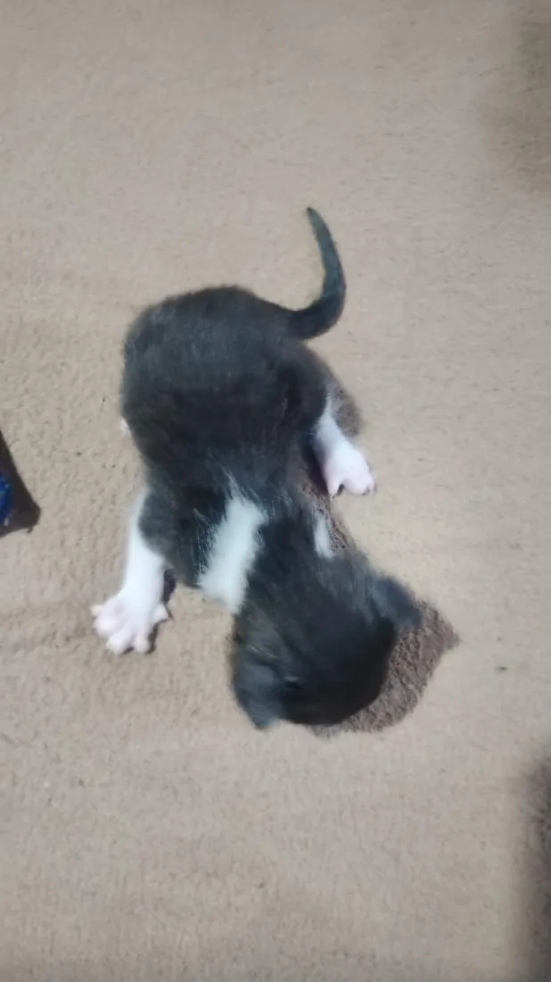 Gato raça SRD-ViraLata idade Abaixo de 2 meses nome Filhote frajola