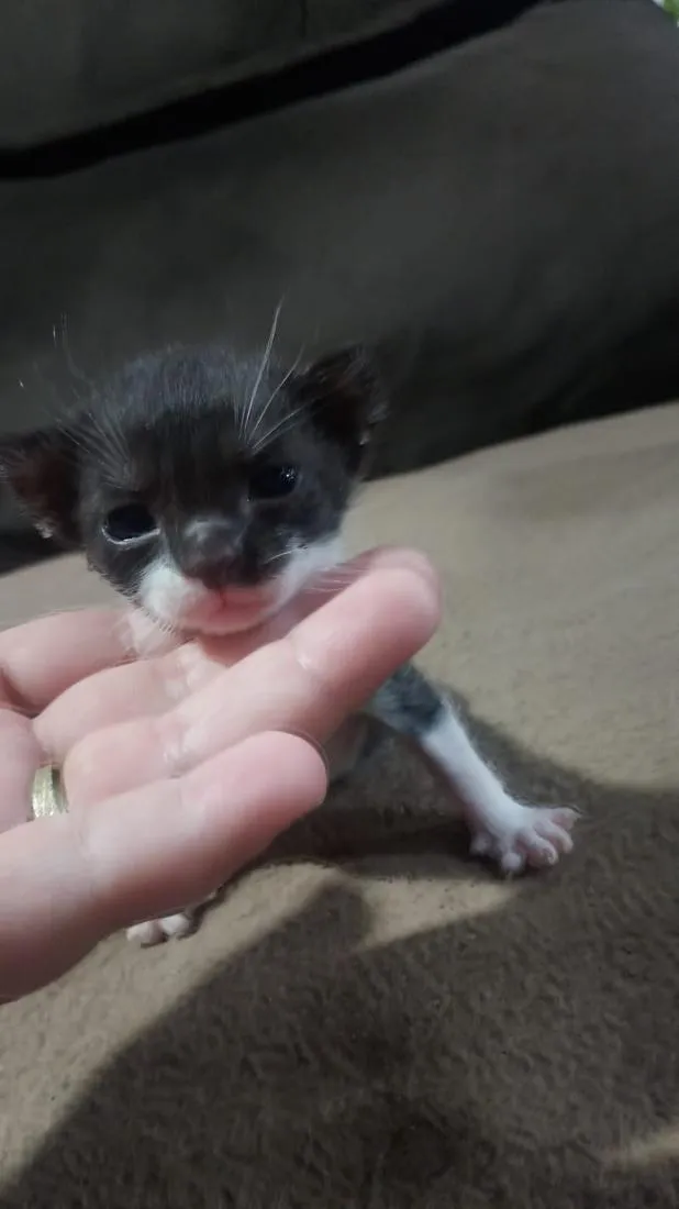Gato raça SRD-ViraLata idade Abaixo de 2 meses nome Filhote frajola