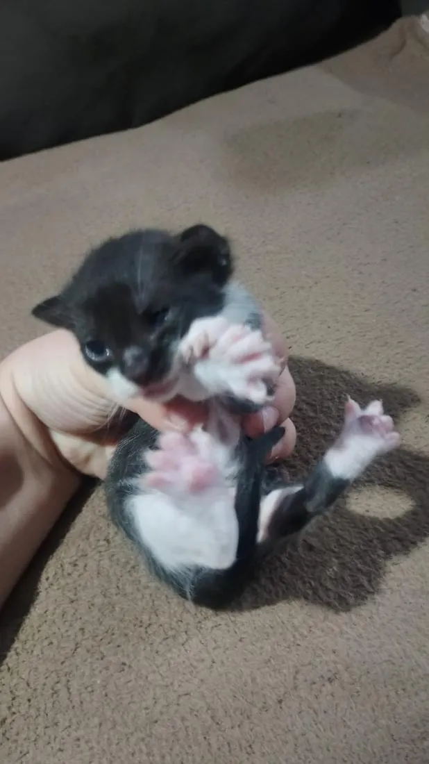 Gato raça SRD-ViraLata idade Abaixo de 2 meses nome Filhote frajola