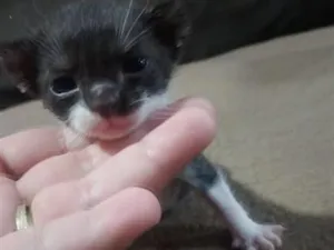 Gato raça SRD-ViraLata idade Abaixo de 2 meses nome Filhote frajola