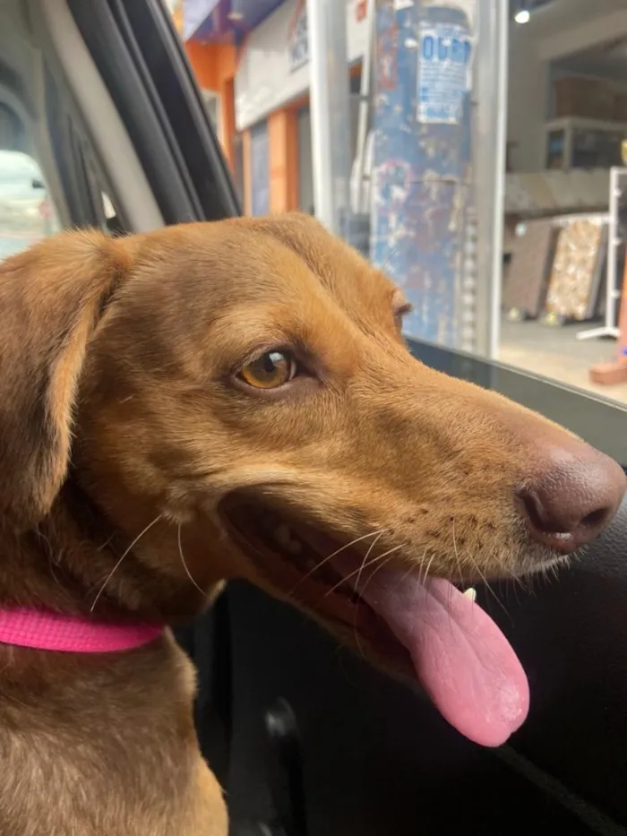 Cachorro raça SRD-ViraLata idade 5 anos nome Atena