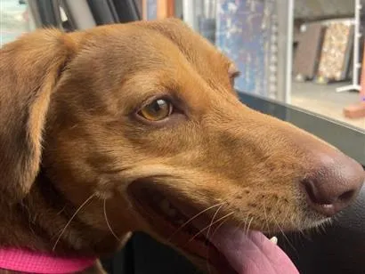 Cachorro raça SRD-ViraLata idade 5 anos nome Atena