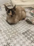 chinchila