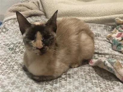 Gato raça Siamês idade 1 ano nome chinchila