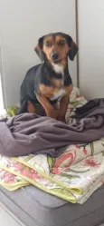 mabel 