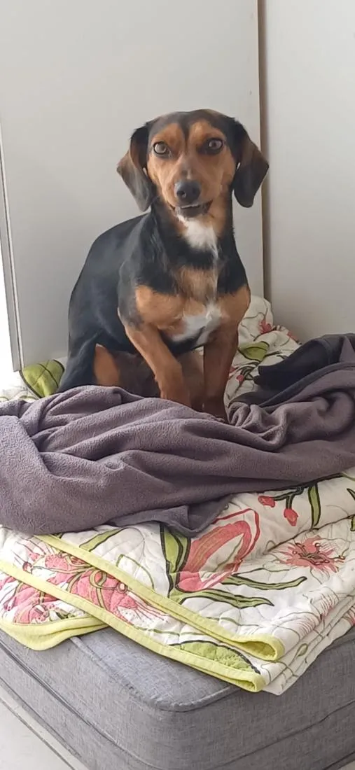 Cachorro raça SRD-ViraLata idade 1 ano nome mabel 