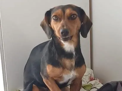 Cachorro raça SRD-ViraLata idade 1 ano nome mabel 