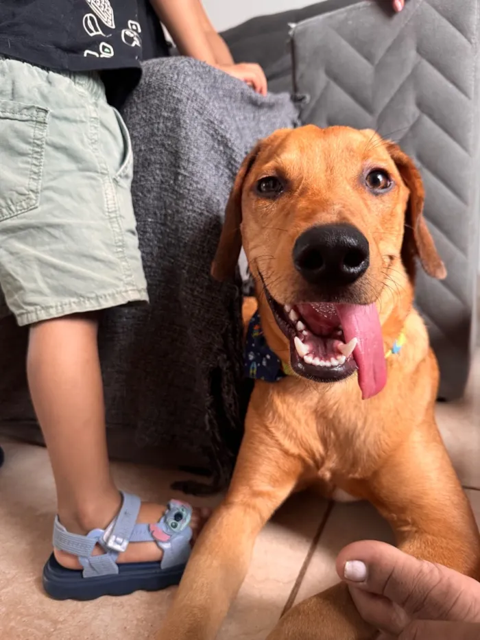 Cachorro raça SRD-ViraLata idade 2 a 6 meses nome Sol