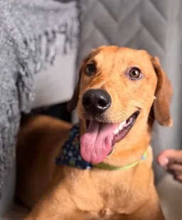 Cachorro raça SRD-ViraLata idade 2 a 6 meses nome Sol