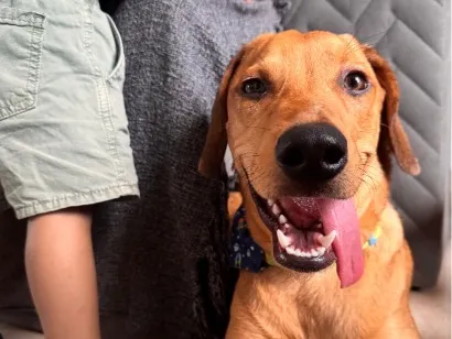 Cachorro raça SRD-ViraLata idade 2 a 6 meses nome Sol