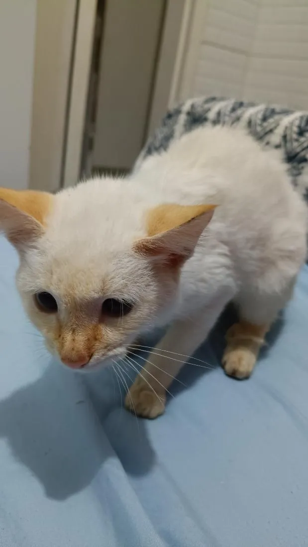 Gato raça SRD-ViraLata idade 2 a 6 meses nome rubi
