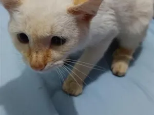 Gato raça SRD-ViraLata idade 2 a 6 meses nome rubi