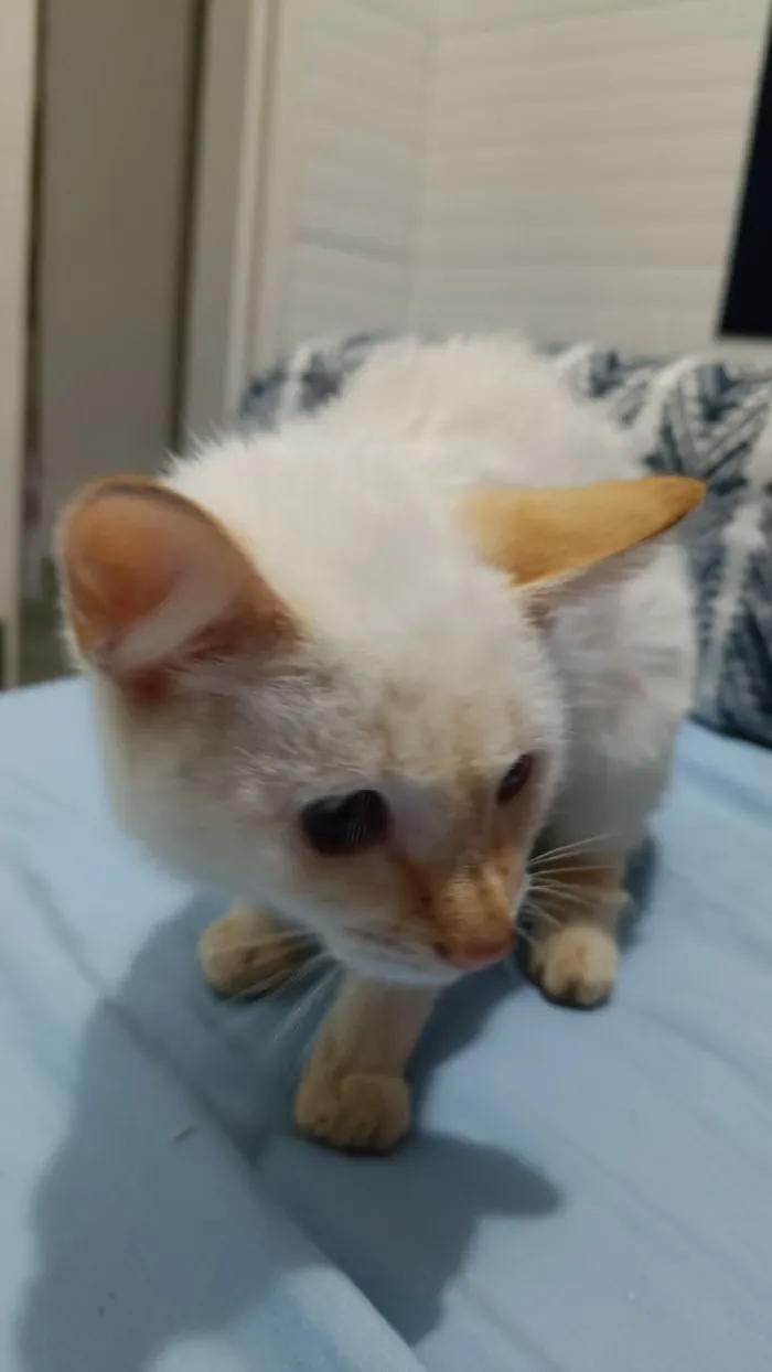 Gato raça SRD-ViraLata idade 2 a 6 meses nome rubi