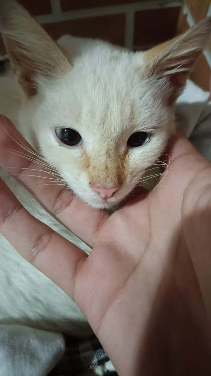 Gato raça SRD-ViraLata idade 2 a 6 meses nome rubi
